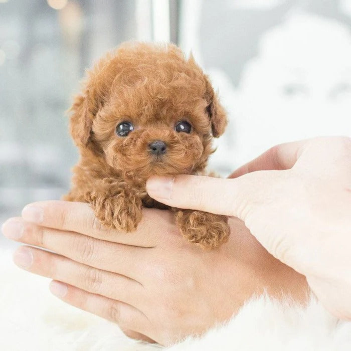 Robot Puppy Interactive Toy