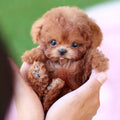 Robot Puppy Interactive Toy