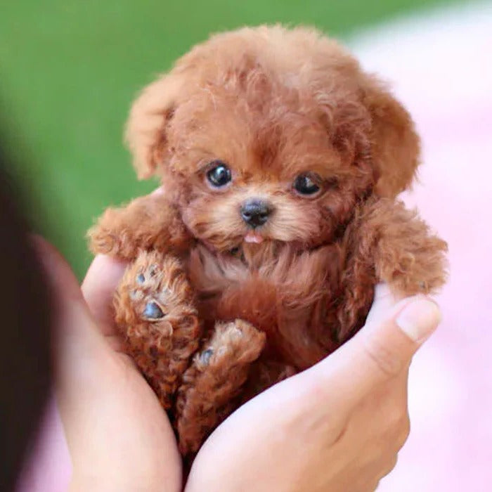 Robot Puppy Interactive Toy